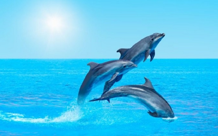 Adorable Dolphins of Chilika Lake